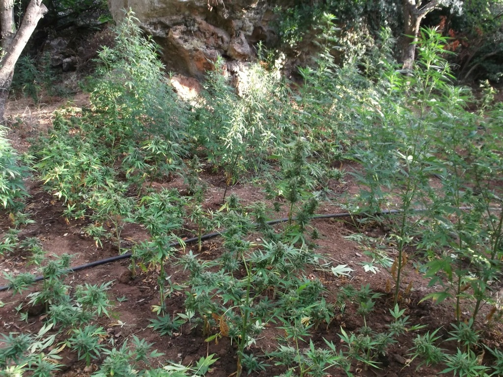 Εκρίζωσαν φυτεία κάνναβης στα ορεινά του Μυλοποτάμου (φωτο)