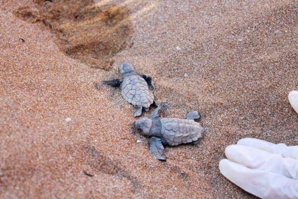 Τα πρώτα χελωνάκια του 2016 σε παραλία της Κρήτης (φωτο)