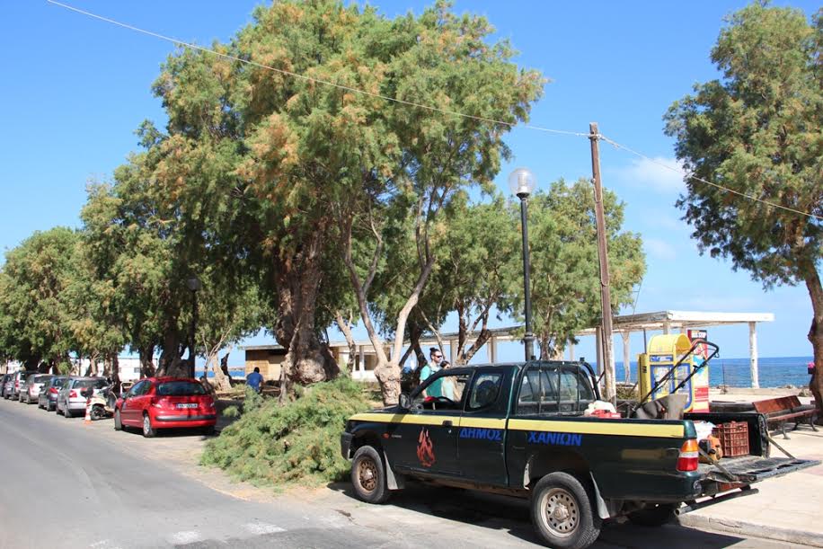 Αποψίλωση δέντρων στη Νέα Χώρα από την υπηρεσία Πρασίνου του Δήμου Χανίων