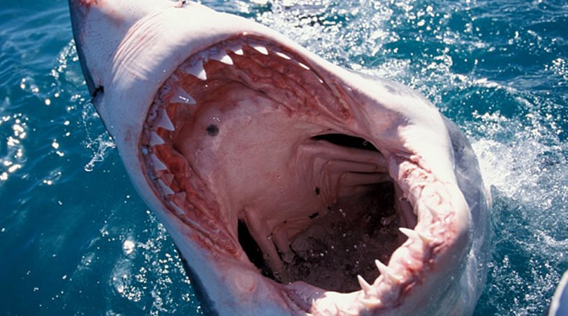 Πήγε για ψάρεμα και κατέληξε στο στόμα ενός καρχαρία! – Σκληρές Εικόνες