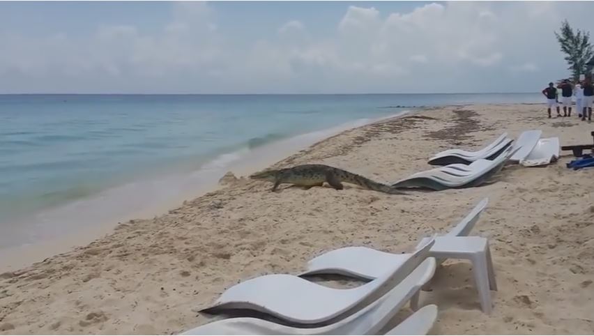 Κροκόδειλος περπατά σε παραλία ανάμεσα στους τουρίστες!