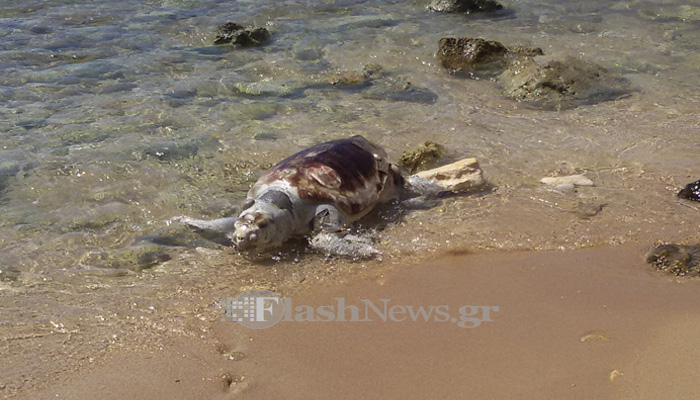 Νεκρή χελώνα Καρέτα  – Καρέτα στην παραλία του Καλαθά στα Χανιά (φωτο)
