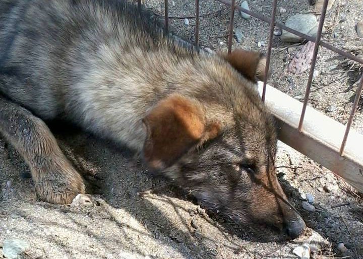 Συνελήφθη 60χρονος στα Χανιά για το θάνατο δύο σκυλιών
