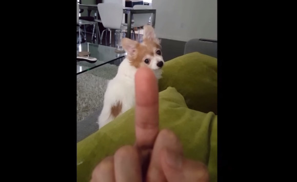 Το τσιουάουα που γίνεται… λυκόσκυλο με τις άσεμνες χειρονομίες! (βίντεο)