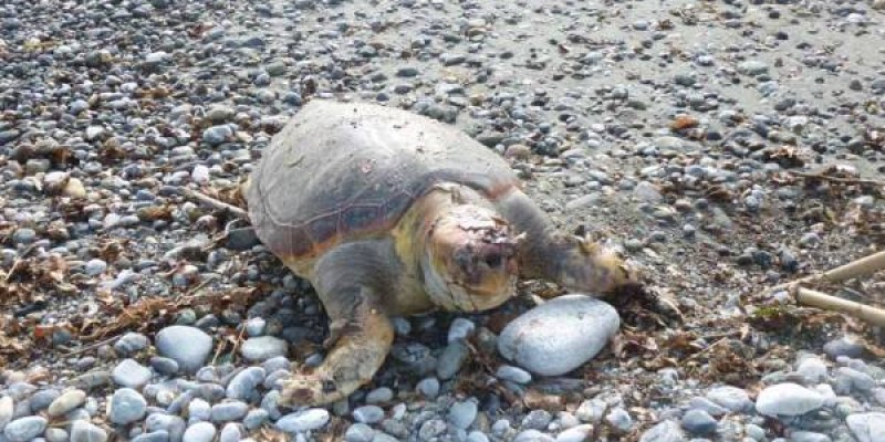 Δέκα αποκεφαλισμένες θαλάσσιες χελώνες έχουν βρεθεί στη Νάξο