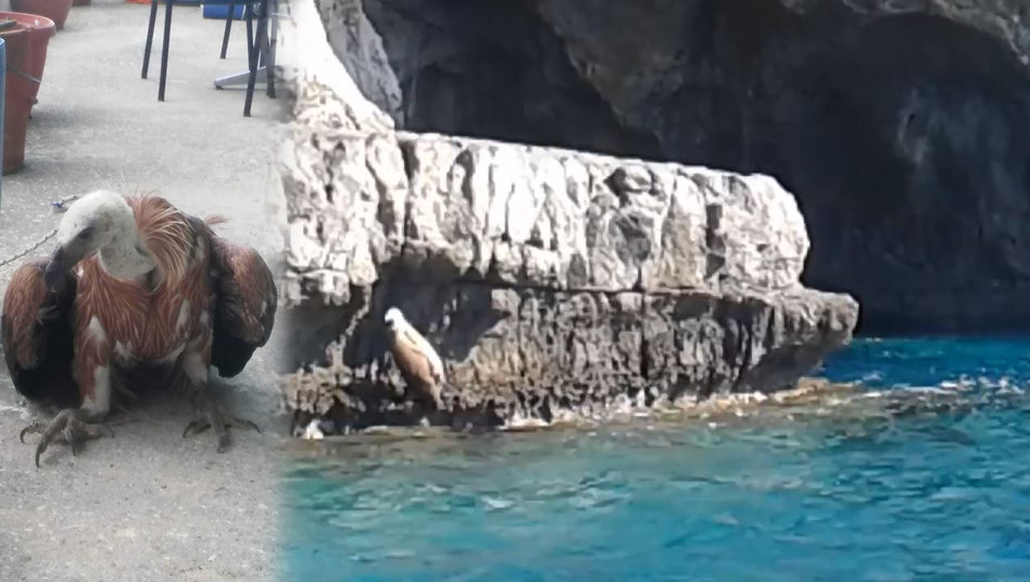Κρήτη: Βρήκαν χτυπημένο γύπα στα βράχια της θάλασσας (φωτο-βίντεο)