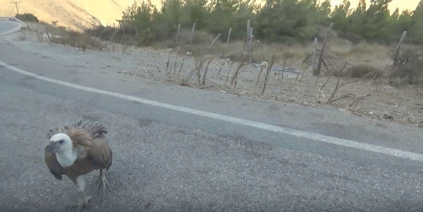Κρητικός γύπας “κόβει” βόλτες σε δρόμο της Κρήτης (βίντεο)
