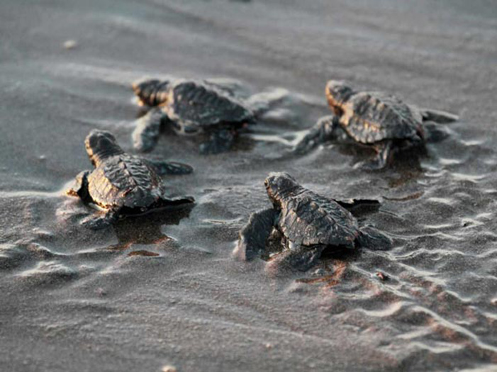 Το πρόγραμμα των δημοσίων εκσκαφών σε φωλιές θαλάσσιας χελώνας στο Ρέθυμνο