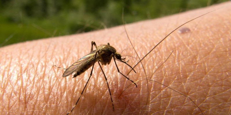 Κρούσματα ελονοσίας σε οικισμό του Δήμου Λαγκαδά