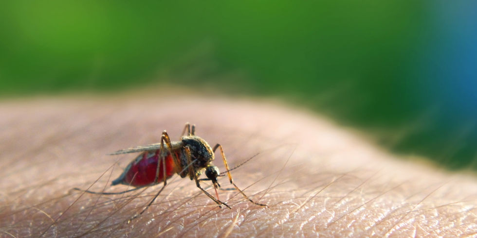 7η ΥΠΕ: Κανένας λόγος ανησυχίας για ελονοσία στην Κρήτη