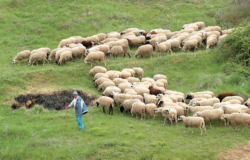 Σε αδιέξοδο οι κτηνοτρόφοι στην Κρήτη με τα νέα μέτρα
