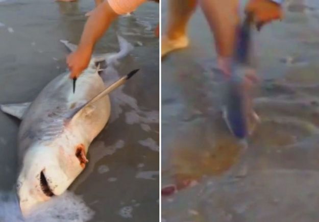 Έκαναν «καισαρική» σε νεκρό καρχαρία – Απίστευτο τι έβγαλαν από μέσα του