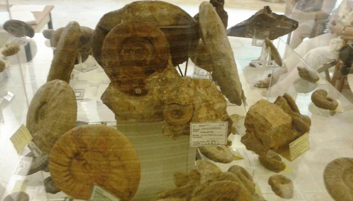 Ομογενής προσφέρει στο Ρέθυμνο μια συλλογή χιλιάδων απολιθωμάτων!