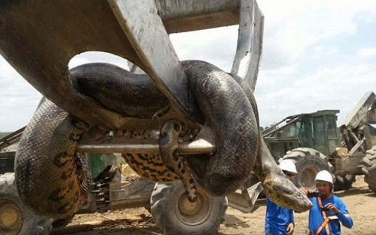 Γιγάντιο φίδι δέκα μέτρων βρέθηκε στη Βραζιλία (φωτο-βίντεο)
