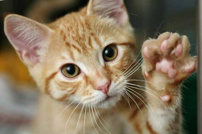 Καμπανάκι CDC: Σοβαροί κίνδυνοι από τη γρατζουνιά της γάτας