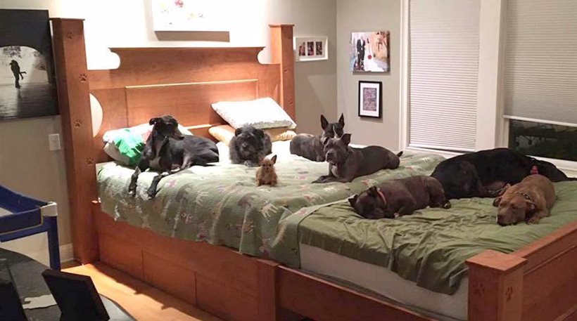 Ζευγάρι βρήκε τρόπο για να κοιμάται μαζί με τα 8 σκυλιά του
