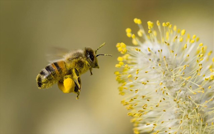 Ανοιξιάτικοι ψεκασμοί για τις μέλισσες