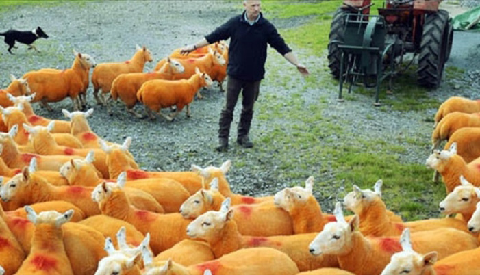 Έβαψε τα πρόβατα πορτοκαλί για να εμποδίσει τους κλέφτες