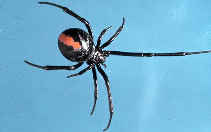 Δηλητηριώδης αράχνη δάγκωσε άνδρα στο πέος για δεύτερη φορά