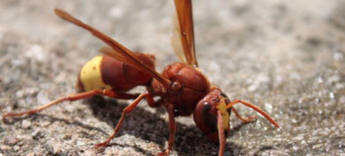 Κοζάνη: 33χρονος βρήκε τραγικό θάνατο από τσίμπημα σφήκας