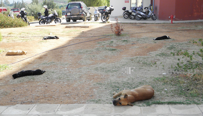 Αγέλες σκυλιών έχουν  «κυριεύσει» το Νοσοκομείο Χανίων