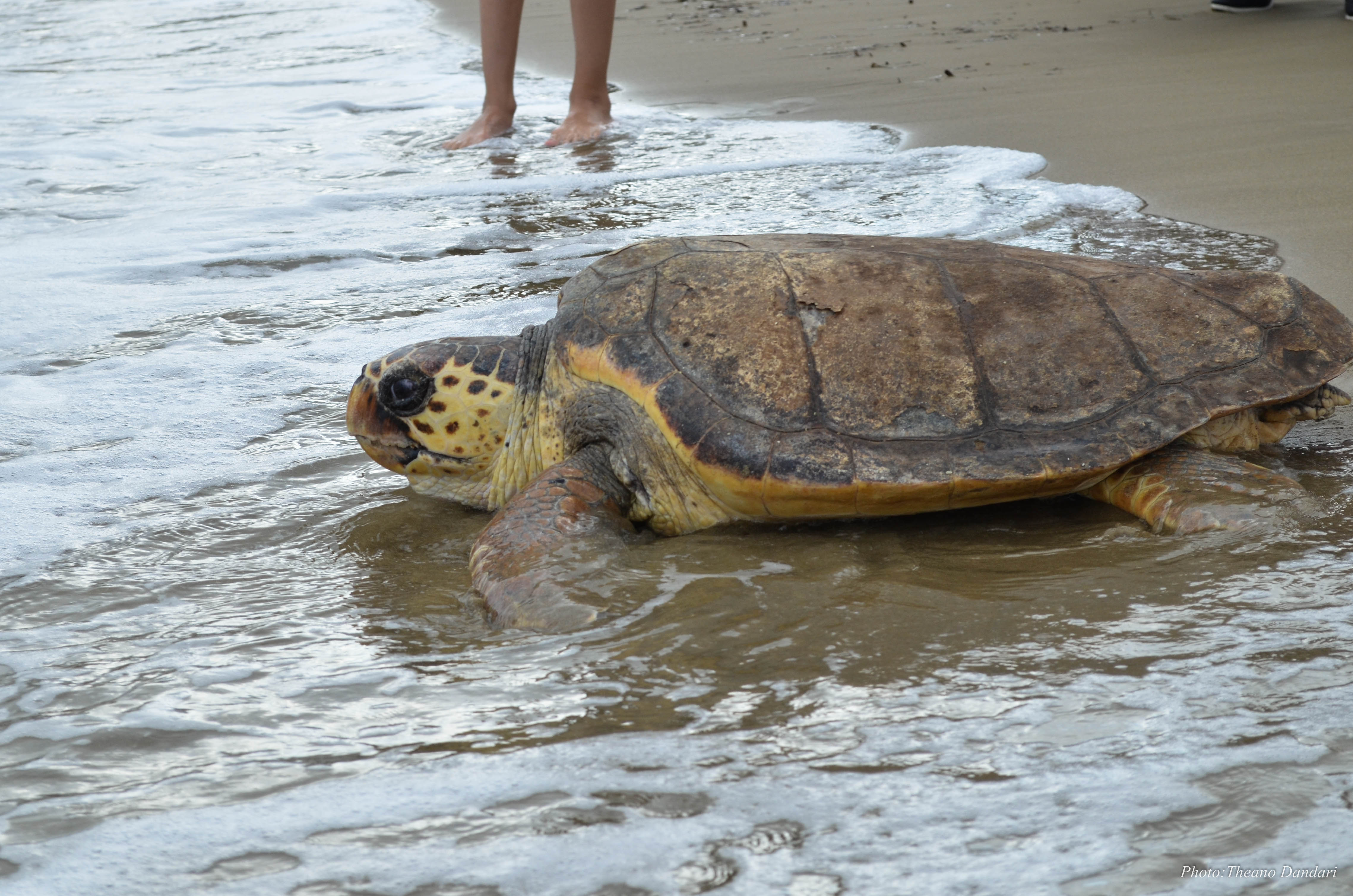 Μέτρα προστασίας των χελωνών Caretta caretta στον κόλπο Ρεθύμνου