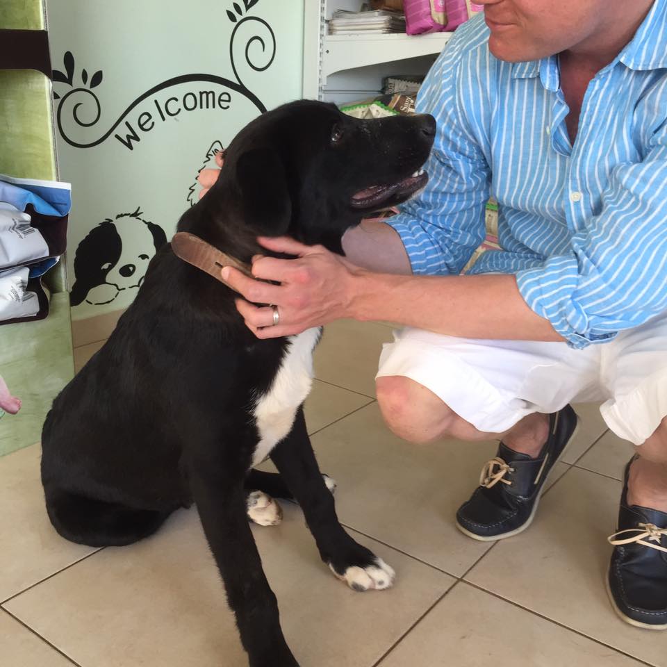 Στο νέο του σπίτι ο αδέσποτος σκύλος που σώθηκε από Βρετανούς στην Κρήτη