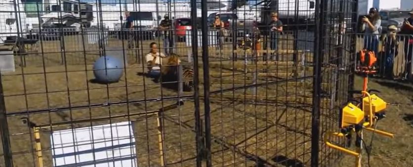 Τίγρης επιτίθεται σε εκπαιδευτή μέσα στο κλουβί (βίντεο)