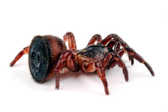 Σπάνια «αρχαία» αράχνη βρέθηκε στην Κίνα