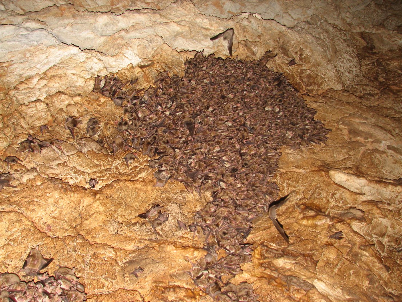 Γνωρίστε τον κόσμο των νυχτερίδων στο Μουσείο Φυσικής Ιστορίας Κρήτης