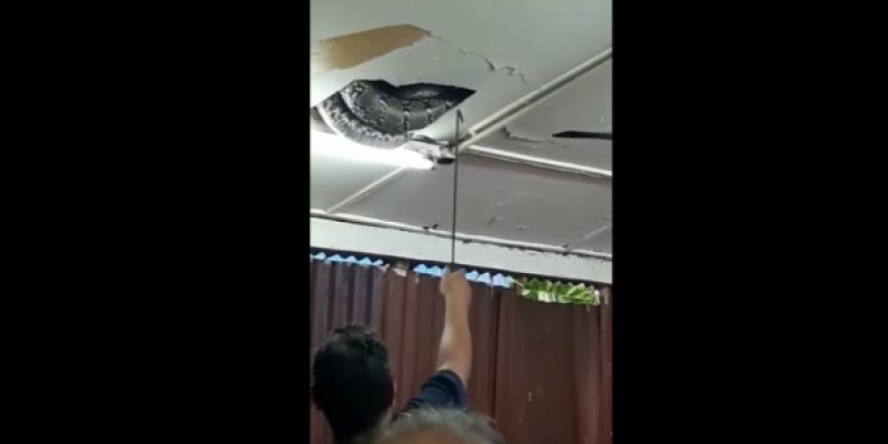 Τεράστιο φίδι προκαλεί πανικό σε εστιατόριο του Χονγκ Κονγκ (βίντεο)