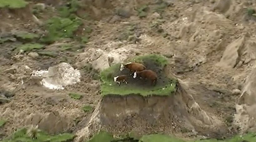 Δείτε τι έπαθαν τρεις αγελάδες από τον σεισμό στη Νέα Ζηλανδία