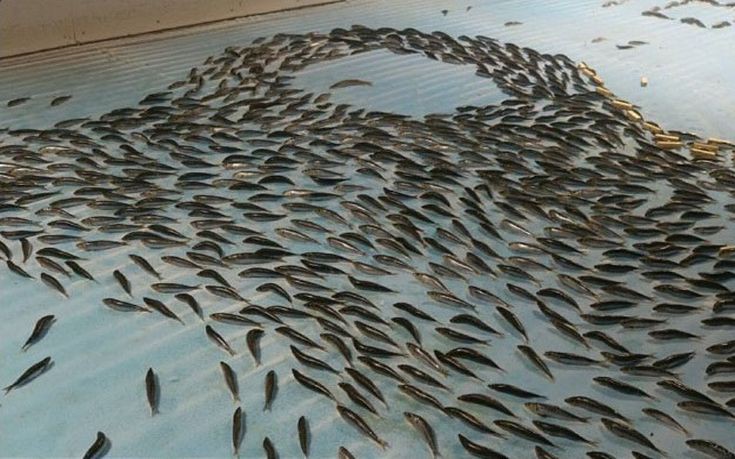Έκλεισε το παγοδρόμιο με τα 5.000 κατεψυγμένα ψάρια