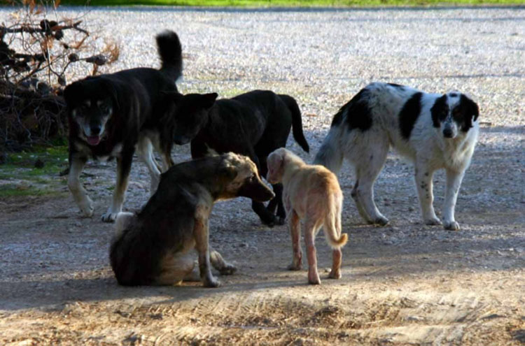 Απάντηση Ν.Μπομπολάκη σε Α.Τ Χανίων για αδέσποτα σκυλιά σε ξενοδοχείο