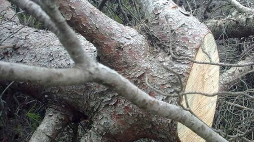 Τραγωδία: 66χρονος καταπλακώθηκε από δέντρο και πέθανε