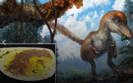 Ουρά φτερωτού δεινοσαύρου βρέθηκε σε κεχριμπάρι