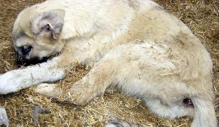 Απίστευτη καταγγελία στο Ηράκλειο: Ανώμαλος βίασε σκύλο