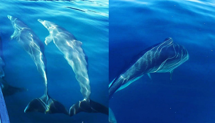 “Γέμισε” δελφίνια και φώκιες ο κόλπος του Ηρακλείου (φωτο – βίντεο)