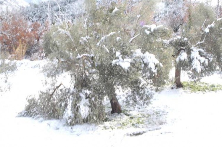 Δηλώσεις ζημιάς από τη χιονόπτωση και τον παγετό στο Δήμο Μινώα Πεδιάδας