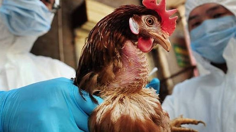 Κροατία: Συναγερμός από κρούσματα γρίπης των πτηνών