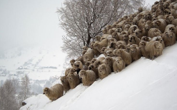Επτακόσια αιγοπρόβατα εγκλωβίστηκαν σε στάνη