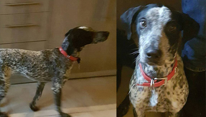 Χάθηκε σκυλάκι στο Ηράκλειο – Ψάχνει τον ιδιοκτήτη του (φωτο)