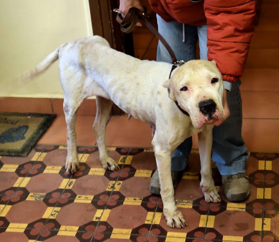Ηράκλειο: Βρήκε τον σκύλο σκελετωμένο, δεμένο σε κάδο και πυροβολημένο
