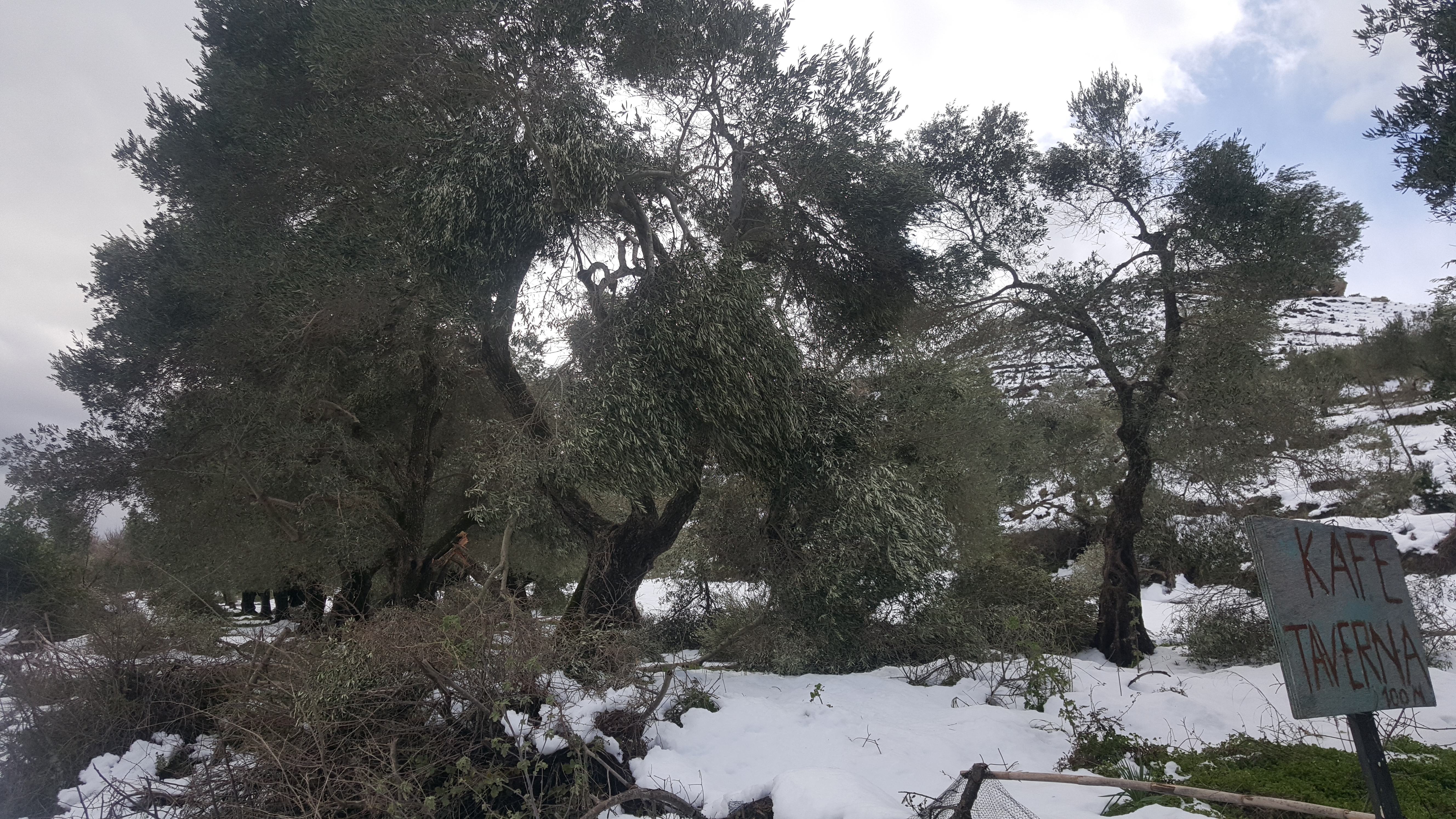 Δήμος Πλατανιά: Καθαρισμός δένδρων από κλαδιά που υπέστησαν ζημίες