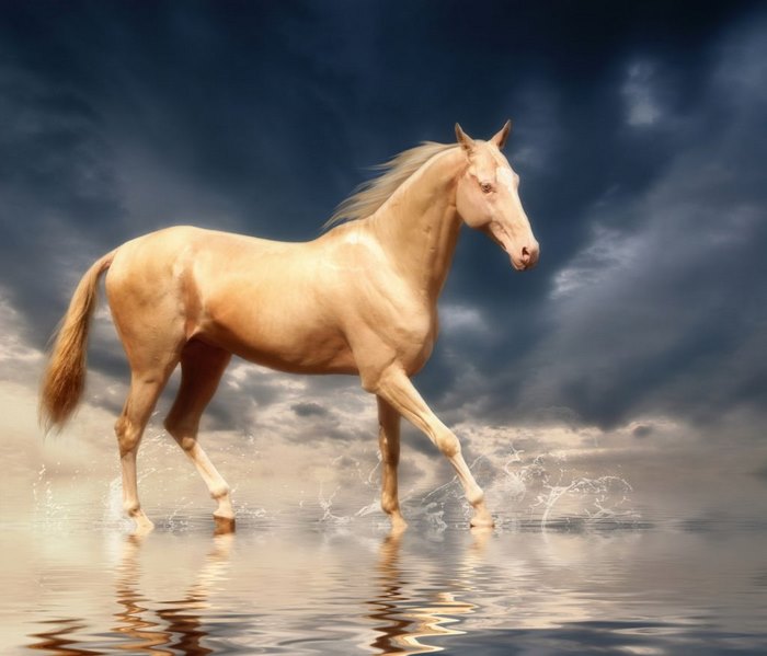 Δεν είναι άγαλμα: Είναι το ομορφότερο και σπανιότερο άλογο στον κόσμο!