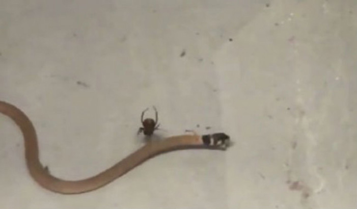 Κι όμως αράχνη επιτίθεται σε φίδι (βίντεο)