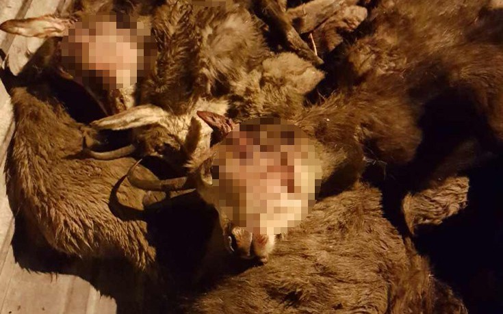 Λαθροκυνηγοί σκότωσαν σπάνια αγριόγιδα
