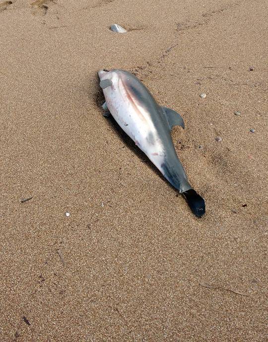 Νεκρό δελφίνι ξεβράστηκε σε παραλία της Κισάμου (φωτό)