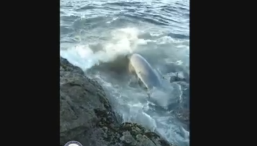 Τραυματισμένη φάλαινα εμφανίστηκε στα νερά της Ικαρίας (βίντεο)