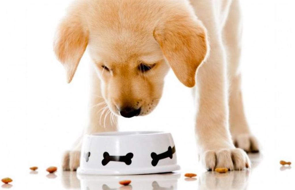 Οι αίτιες που οδηγούν τους σκύλους να τρώνε τις τροφές τους εκτός μπολ